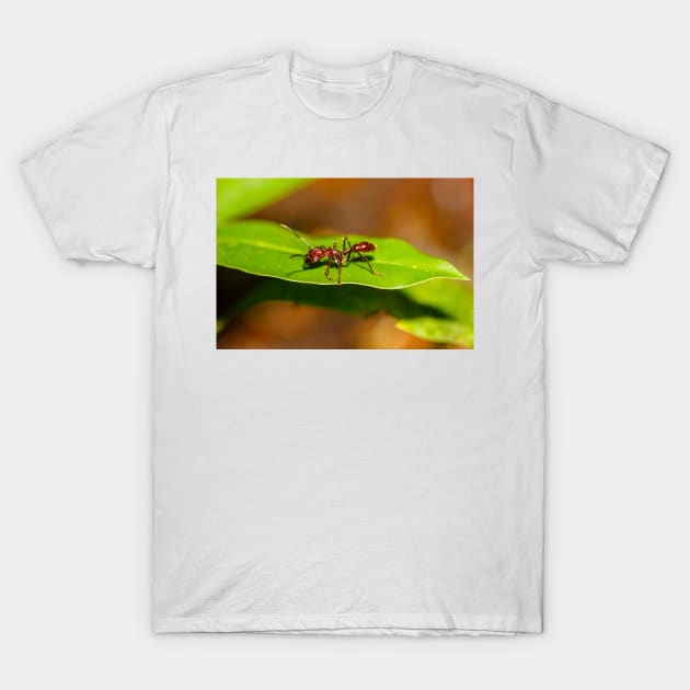 A bullet ant, Paraponera clavata T-Shirt by GrahamPrentice